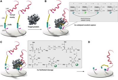 A biocatalytic peptidobiosensing molecular bridge for detecting osteosarcoma marker protein
